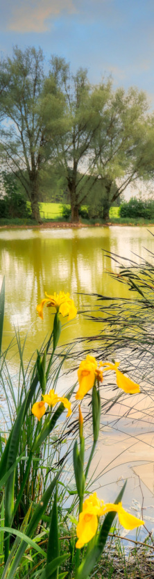 Blumen vor einem See (Deko)