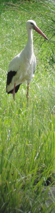 Storch auf Wiese (Deko)