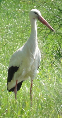 Storch auf einer Wiese (Deko)