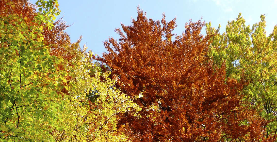 Bäume mit Herbstlaub (Deko)