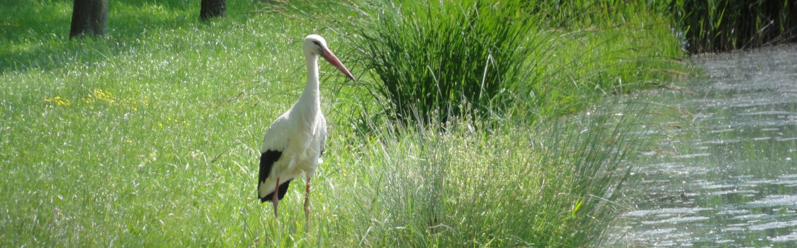 Ein Storch am Wasser (Deko)