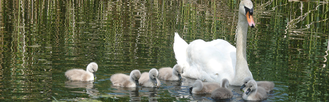 Schwan-Familie (Deko)