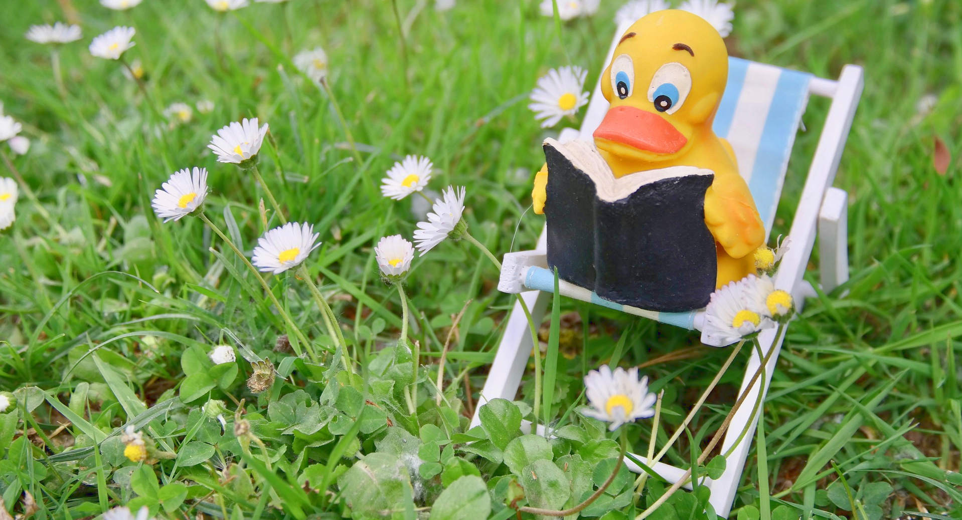 Quietscheente liest ein Buch (Deko)